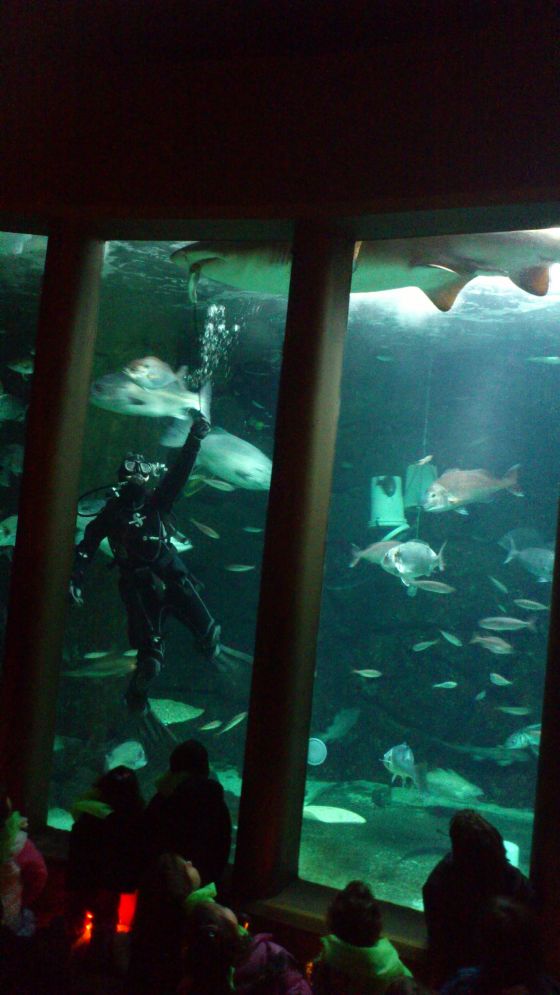 Salimos de excursión al acuario